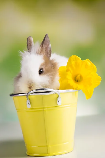 Bunny-a rózsaszín vödör virágokkal — Stock Fotó