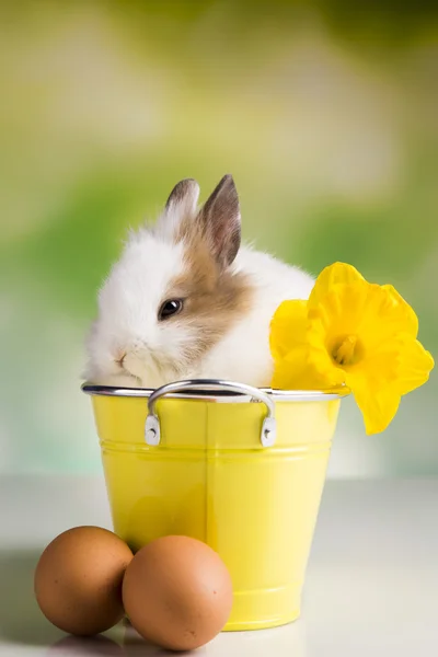 Bunny and flowers — Stock Photo, Image