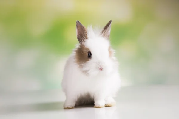 Páscoa. O coelho — Fotografia de Stock
