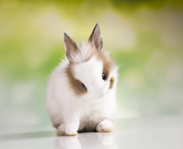 Easter. The bunny — Stock Photo, Image