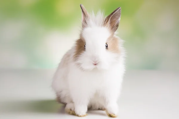 Påsk. Bunny — Stockfoto