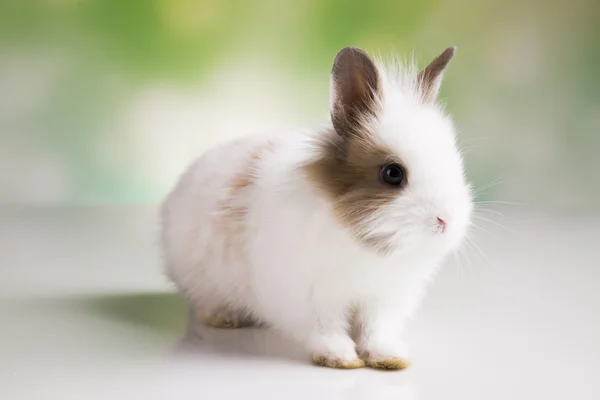 Páscoa. O coelho — Fotografia de Stock