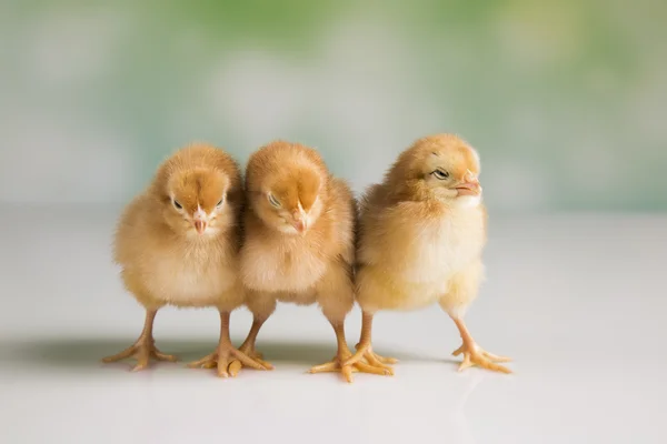 Galinhas da Páscoa — Fotografia de Stock