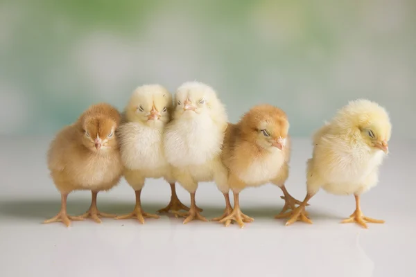 Pollos de Pascua —  Fotos de Stock
