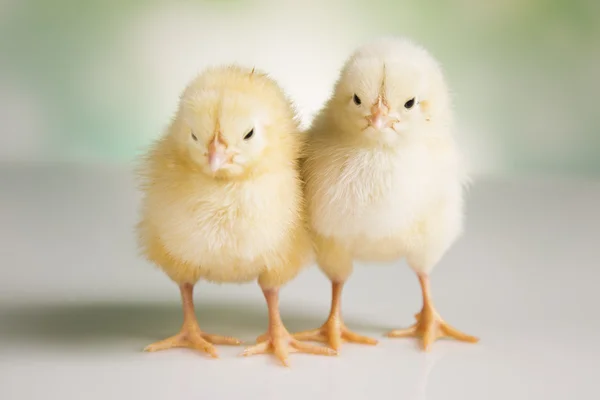 Velikonoční kuřata — Stock fotografie