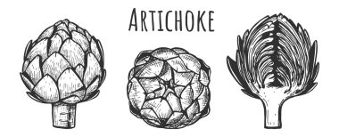 Vector illustration of artichoke set. Fresh ecology whole and half section flower head, side and top view. Vintage hand drawn style. clipart
