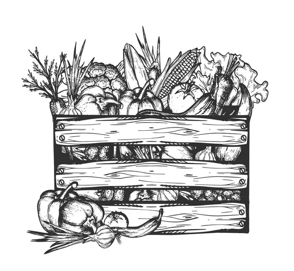 Vektor Gambar Tangan Ilustrasi Sayuran Pertanian Dalam Gaya Ukiran Vintage - Stok Vektor
