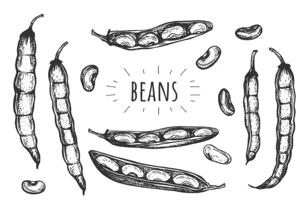 豆のベクトルイラスト 豆ポッド 散乱種子食品成分を開いて閉じます 手描きのヴィンテージスタイル — ストックベクタ