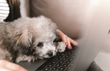 Dizüstü bilgisayarda yazan ve çalışan genç bir kadının portresi. Kaniş köpeğinin bacaklarının üzerinde dinleniyor. Ekrana bakıyor.
