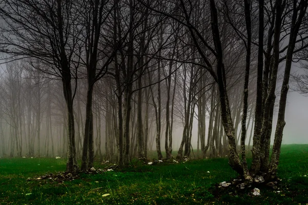 暗い森、ポリーノ — ストック写真