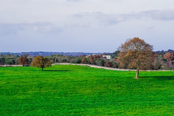 Automne dans les Pouilles — Photo