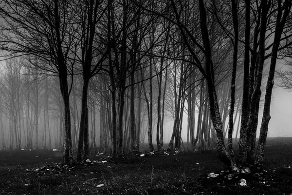 Dark forest, Pollino — Stock Photo, Image