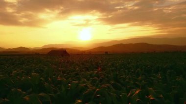 Akşamları Tayland kırsalında yeşil mısır tarlası üzerinde hava manzarası, İHA uçuşları