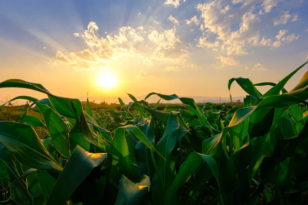 Campo Maíz Verde Jardín Agrícola Luz Brilla Puesta Del Sol — Foto de Stock