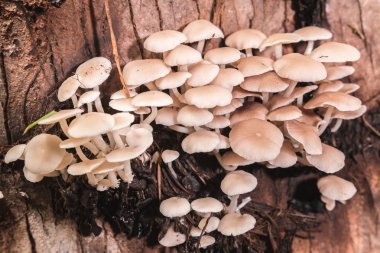 Çeşitli küçük mantar