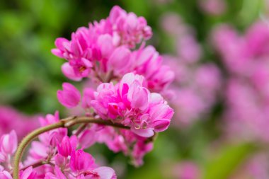 Confederate vine flower