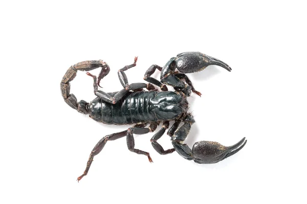 Scorpion — Stockfoto