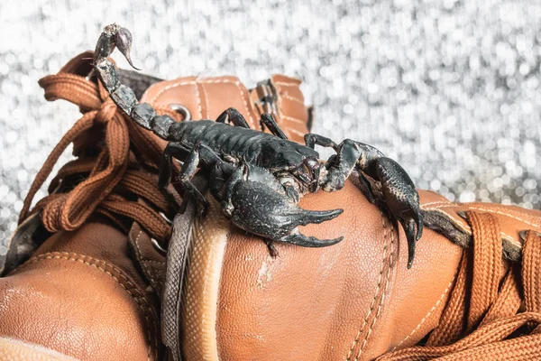 Scorpion on shoes — Stockfoto