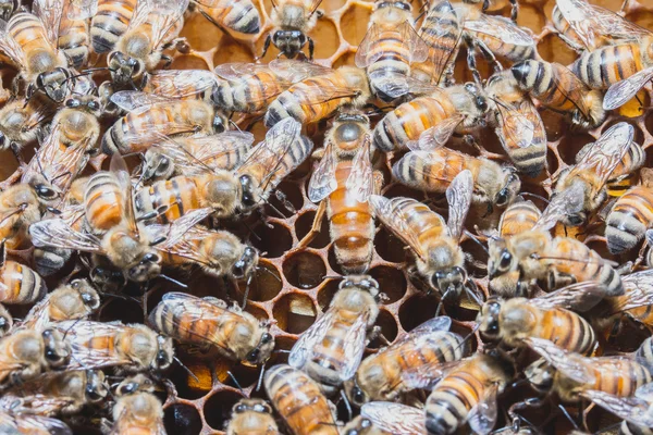Queen bees and bees — Stock Fotó
