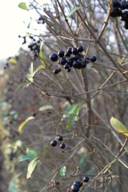 Sonbahar yaban mersini