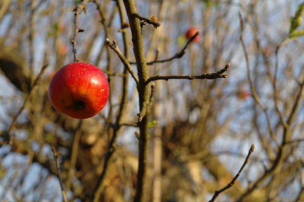 Äpple på ett träd — Stockfoto