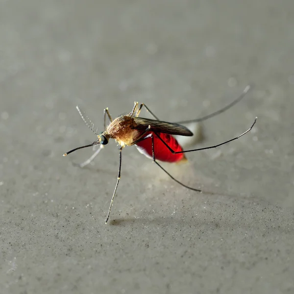 Mosquito lleno de sangre — Foto de Stock