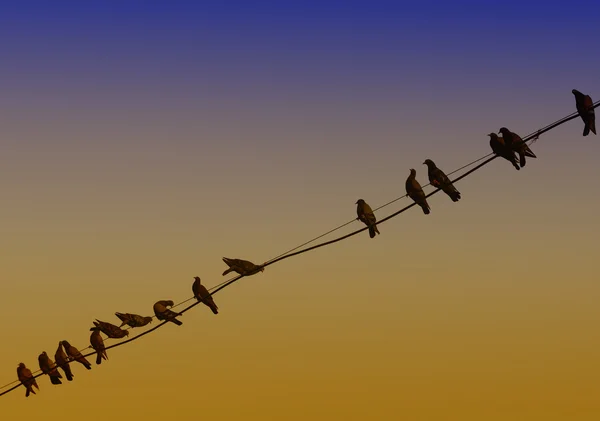 Oiseaux sur les fils électriques au crépuscule , — Photo
