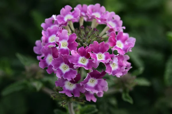 Bund rosa Blumen — Stockfoto