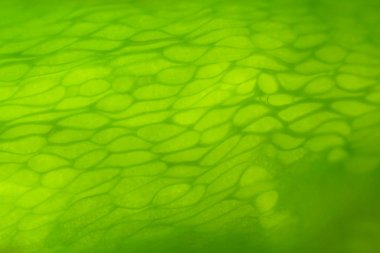 Soyut yeşil bell kağıt deri