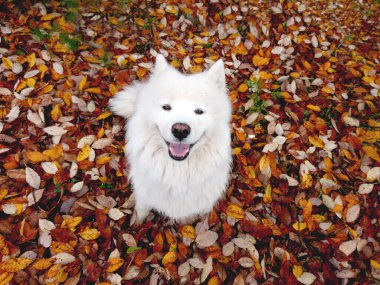 Parlak sonbahar yapraklarının arka planında gülümseyen tüylü Samoyed köpeği. Uzayın bir kopyası için bir yer. Yatay yönelim