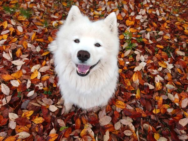 White Smiling Fluffy Samoyed Dog Background Autumn Foliage Place Copy — Stock Photo, Image