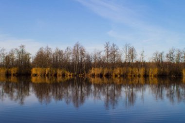 Sonbahar ormanı ve büyüyen otlar göl suyuna yansıyor. Özel tatil kavramı. Yatay yönelim