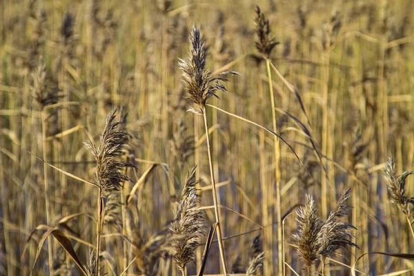 Moitas Grama Crescendo Água Cores Outono Fundo Botânico Orientação Horizontal — Fotografia de Stock