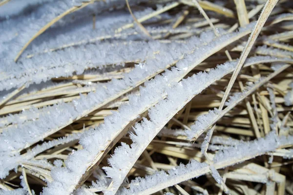 Mróz w postaci liści lodu na trawie. Botaniczne zimowe tło. Przestrzeń kopiowania — Zdjęcie stockowe