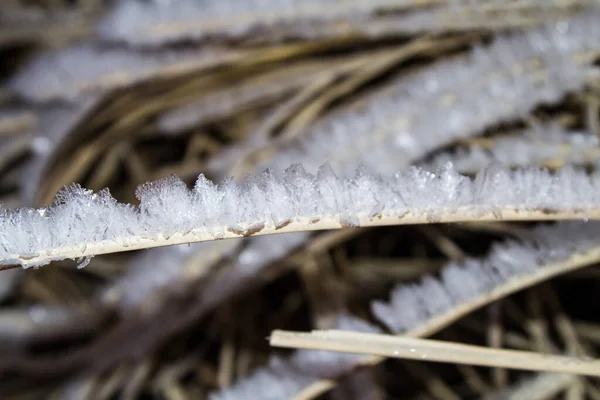 Una larga brizna de hierba con heladas en forma de hojas de hielo. Fondo botánico de invierno. Copiar espacio —  Fotos de Stock