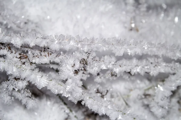 Gräset är täckt med frost. Botanisk vinter bakgrund. Kopiera utrymme — Stockfoto
