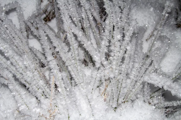 Banda jesiennej trawy pokryta mrozem i błyszczącą w słońcu. Botaniczne zimowe tło. Przestrzeń kopiowania — Zdjęcie stockowe