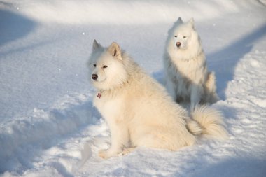 Soğuk bir günde karda iki beyaz Samoyed köpeği oturuyor. Yatay yönelim