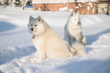 Soğuk bir günde iki beyaz tüylü Samoyed köpeği özel bir evin bahçesinde karın üzerinde oturur. Yatay yönelim
