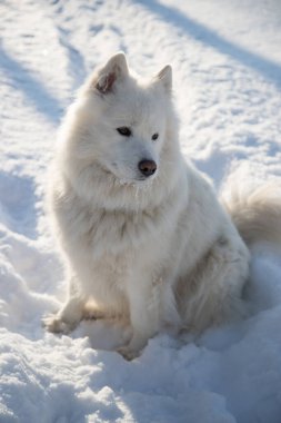 Beyaz Samoyed köpeği beyaz karın üzerinde oturur. Dikey yönelim