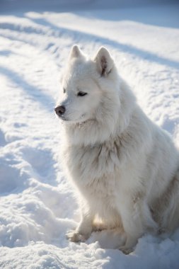 Samoyed köpeği karda oturur ve mesafeye bakar. Dikey yönelim