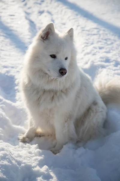 Un perro Samoyedo blanco se sienta sobre nieve blanca. Orientación vertical —  Fotos de Stock