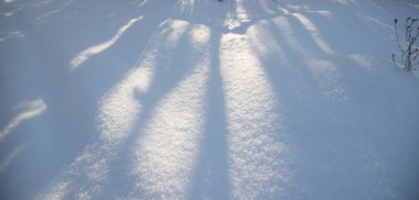 Bitkilerin gölgeleriyle bezenmiş yumuşak, ışıl ışıl kar. Kış beyaz arkaplan