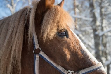 Kahverengi bir atın namlusuna yakın çekim. Yatay yönelim