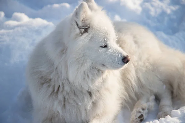 Fluffy witte hond van het Samoyed ras ligt op de witte schone sneeuw. Horizontale oriëntatie — Stockfoto