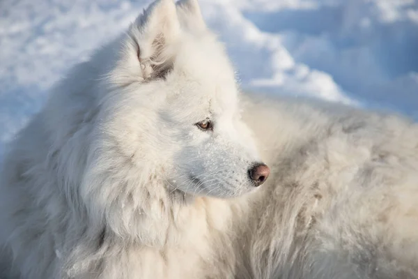 Primer plano de un perro blanco y esponjoso Samoyedo acostado en la nieve blanca en un día helado. Orientación horizontal —  Fotos de Stock