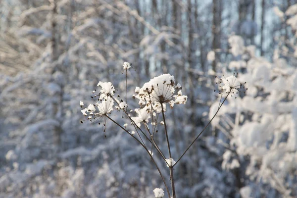 Dzika trawa w śniegu na tle pokrytego śniegiem lasu. Zimowe tło roślinności. Przestrzeń kopiowania — Zdjęcie stockowe
