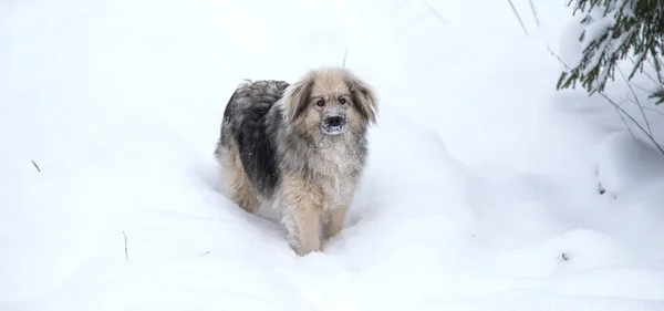 Un chien bâtard mignon avec des flocons de neige sur le visage se dresse sur un fond de neige blanche. Le concept de solitude — Photo