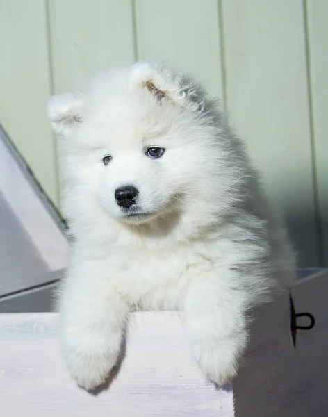 Retrato de um triste cachorro branco fofo Samoyed saindo de uma caixa de madeira.Orientação vertical — Fotografia de Stock