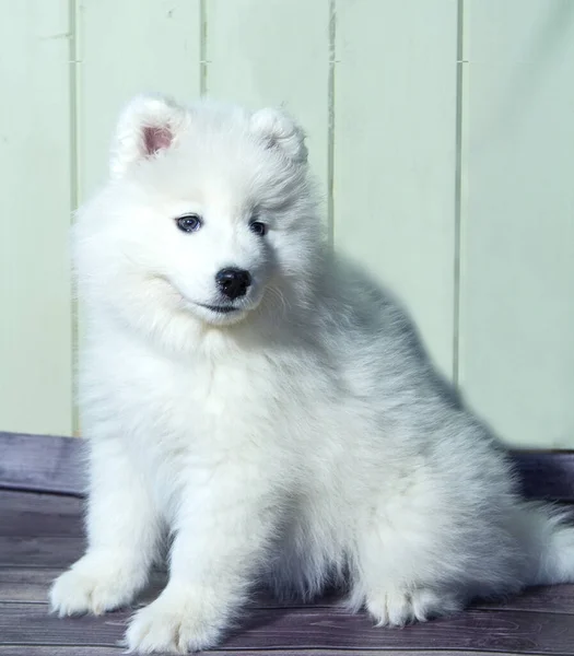 รูปภาพของลูกหมาซามี่ผิวขาวที่ยิ้ม — ภาพถ่ายสต็อก